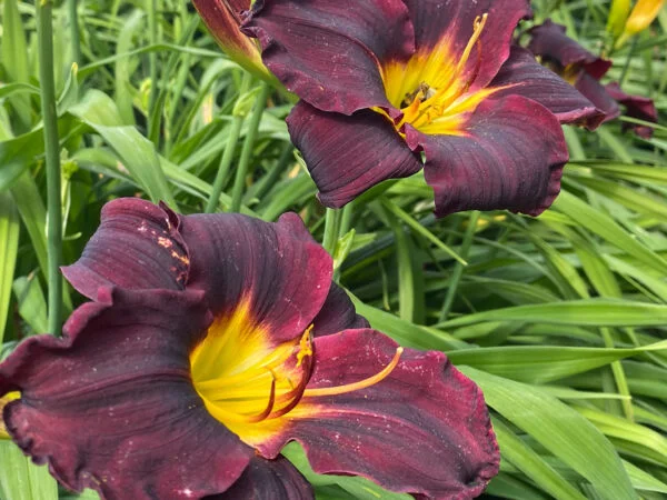 Do Lilies Bloom More Than Once? Tips for Extended Flowering