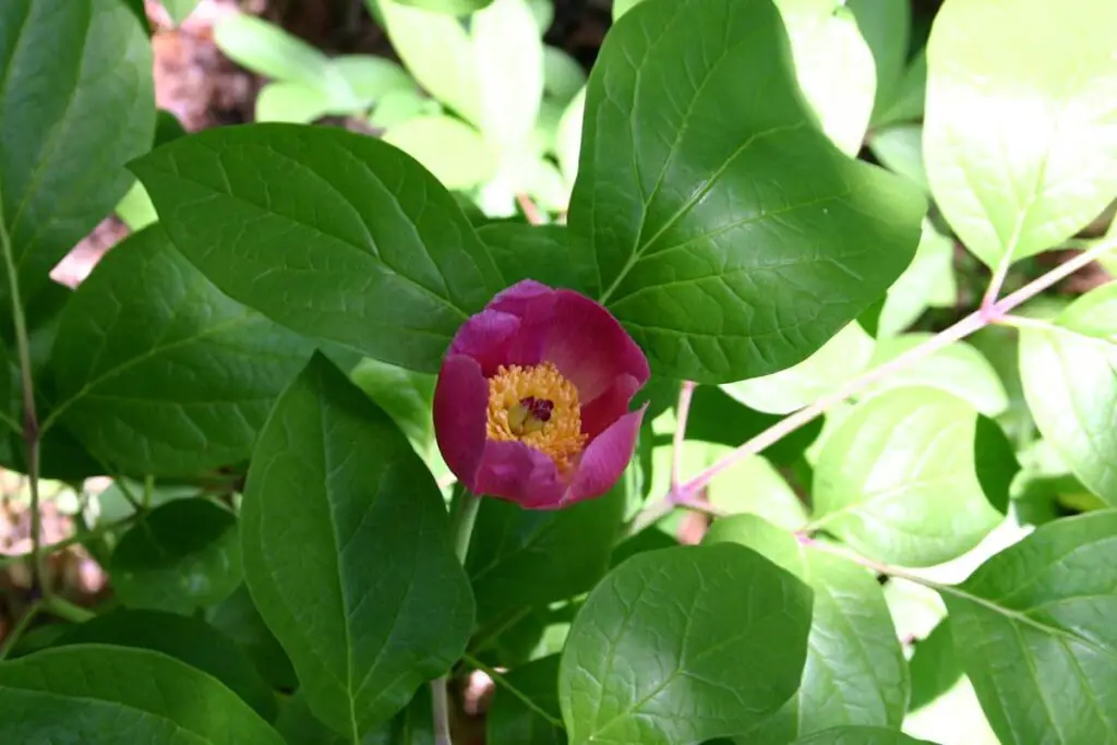 Paeonia obovata