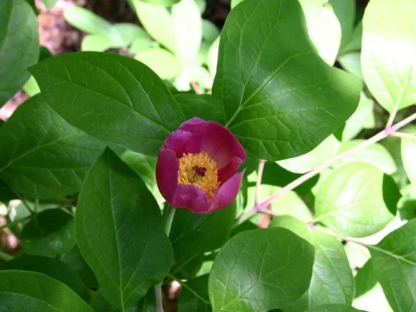 Paeonia Obovata: A Comprehensive Guide to Woodland Peonies
