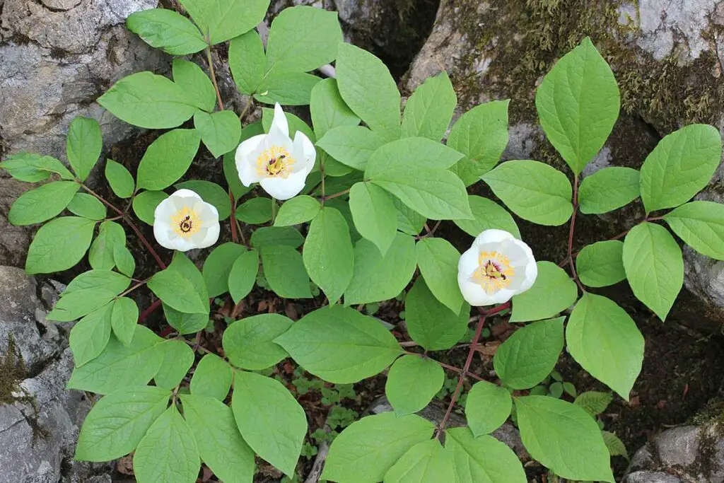 Paeonia obovata