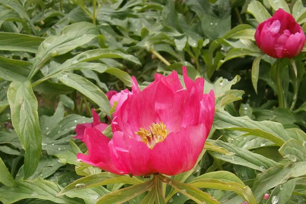 Paeonia Officinalis