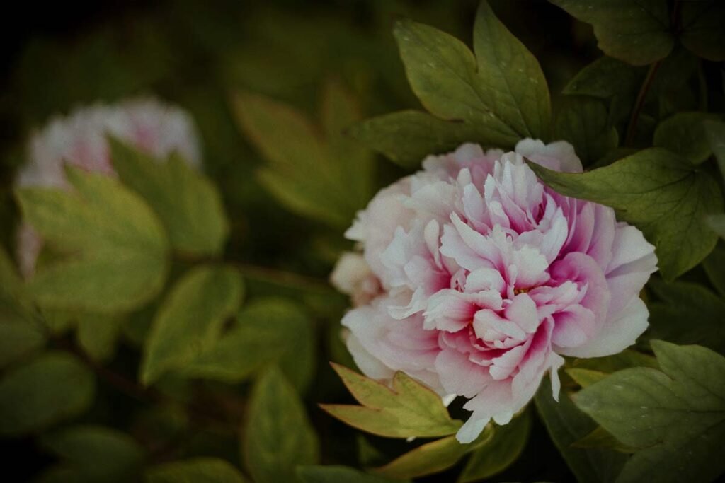 Can You Plant Peonies in Spring?