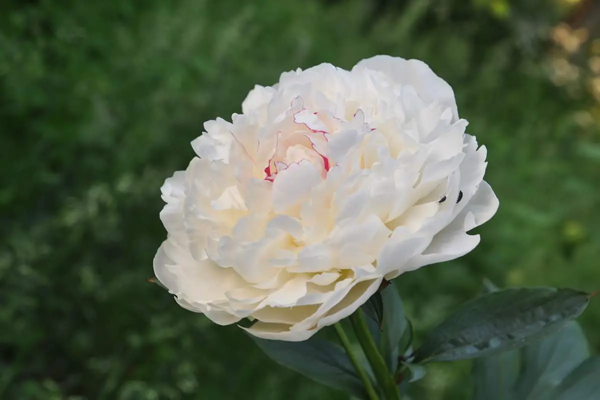 Paeonia Suffruticosa: The Ultimate Guide to Growing