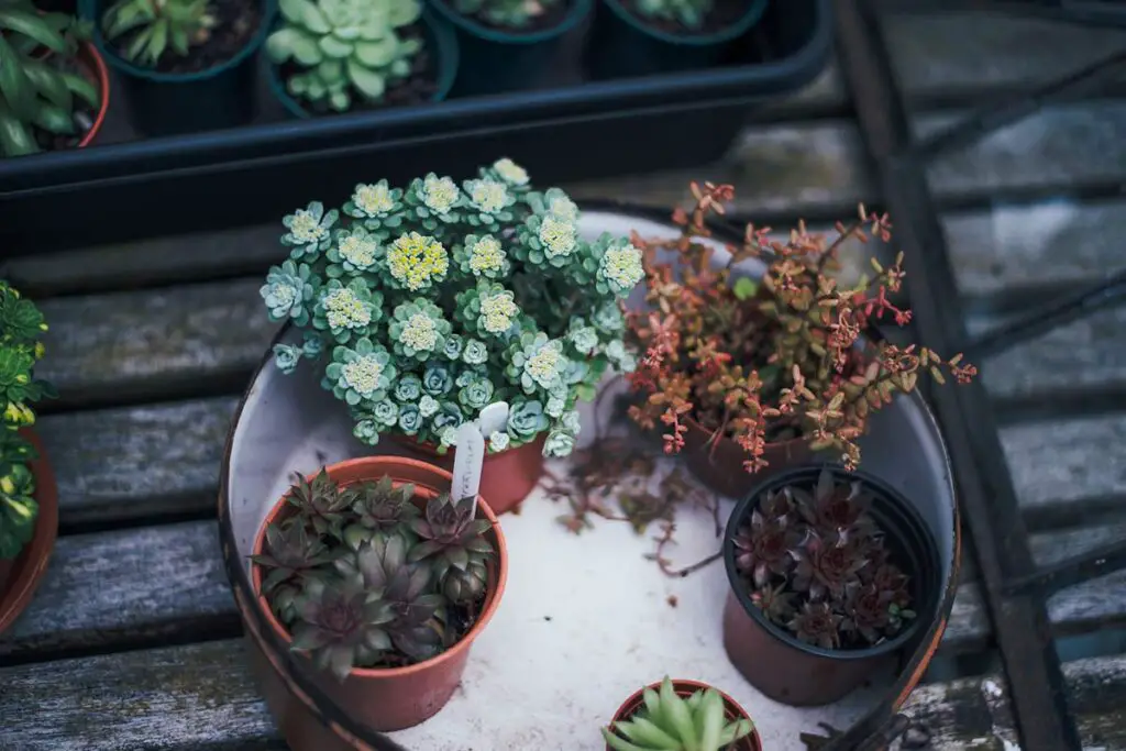 Growing Peonies in Pots