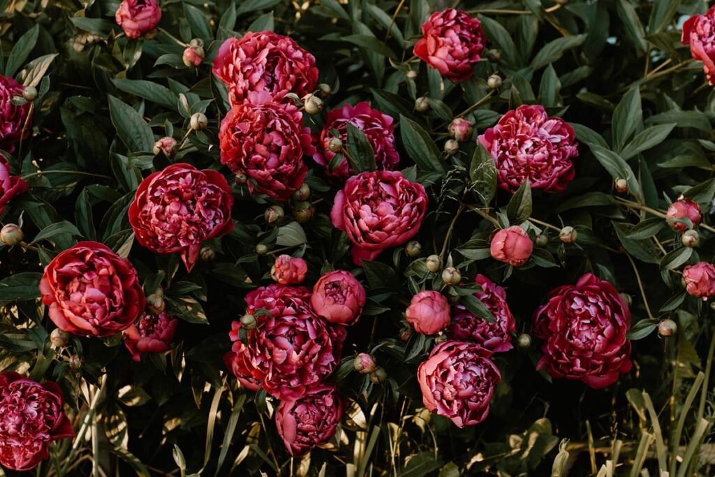 Can You Plant Peonies in Spring?