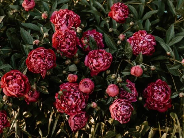 Can You Plant Peonies in Spring? Tips for Care and Growth