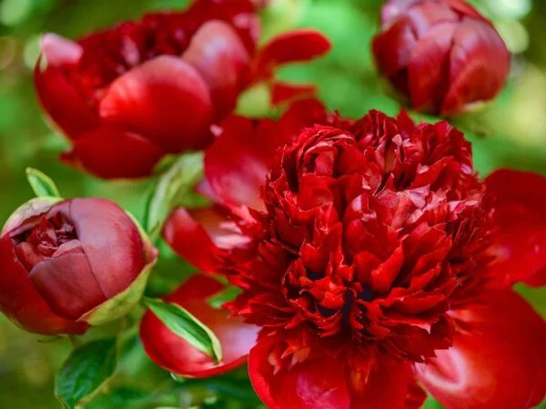 How Long Do Peonies Bloom? The Ultimate Guide for Maximizing Blooms!