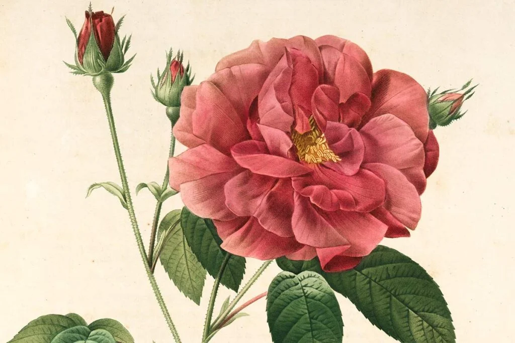Peony Drawing: Master the Art with a Step-by-Step Tutorial