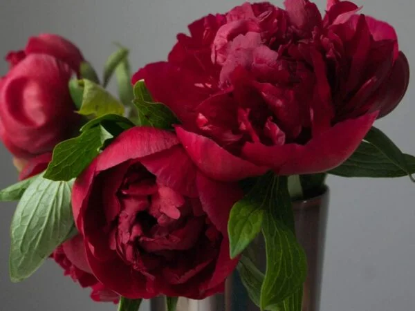 Do Peonies Need Full Sun? Essential Tips for Growing Success