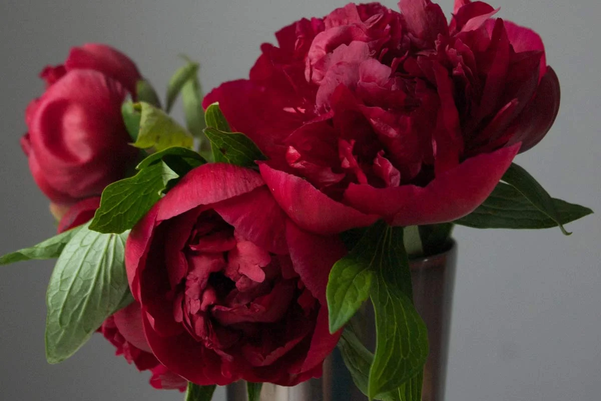 Do Peonies Need Full Sun? Essential Tips for Growing Success