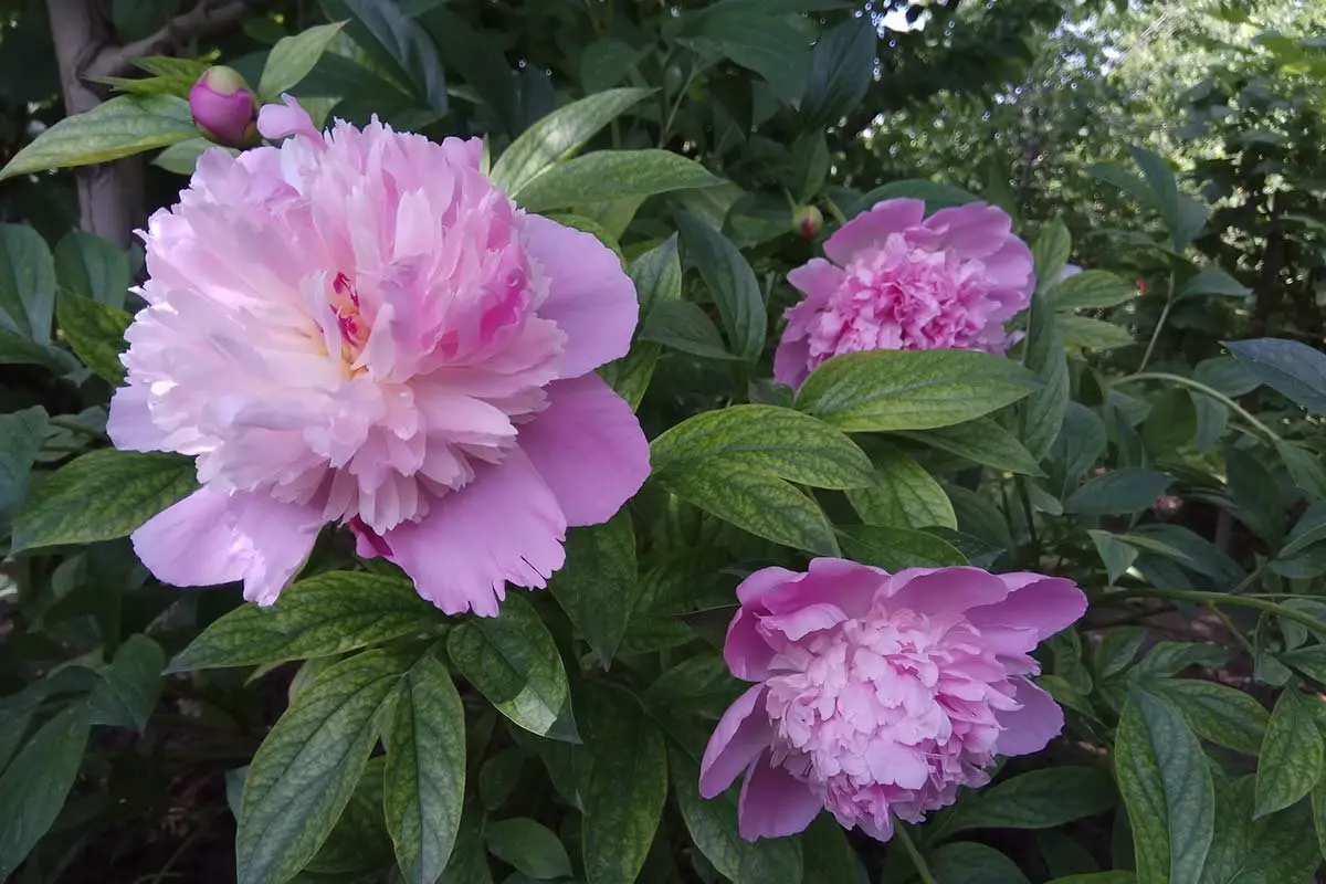Peony Flower Meaning: Symbolism and Insights