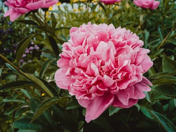 Peony Flowers: The Ultimate Guide to Planting & Care