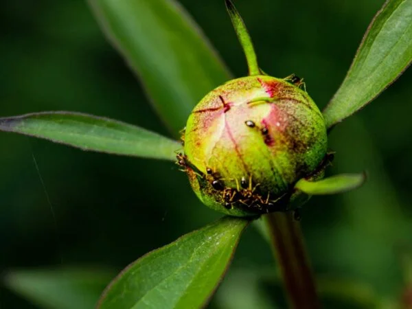 Peony and Ants: Truth & Solutions