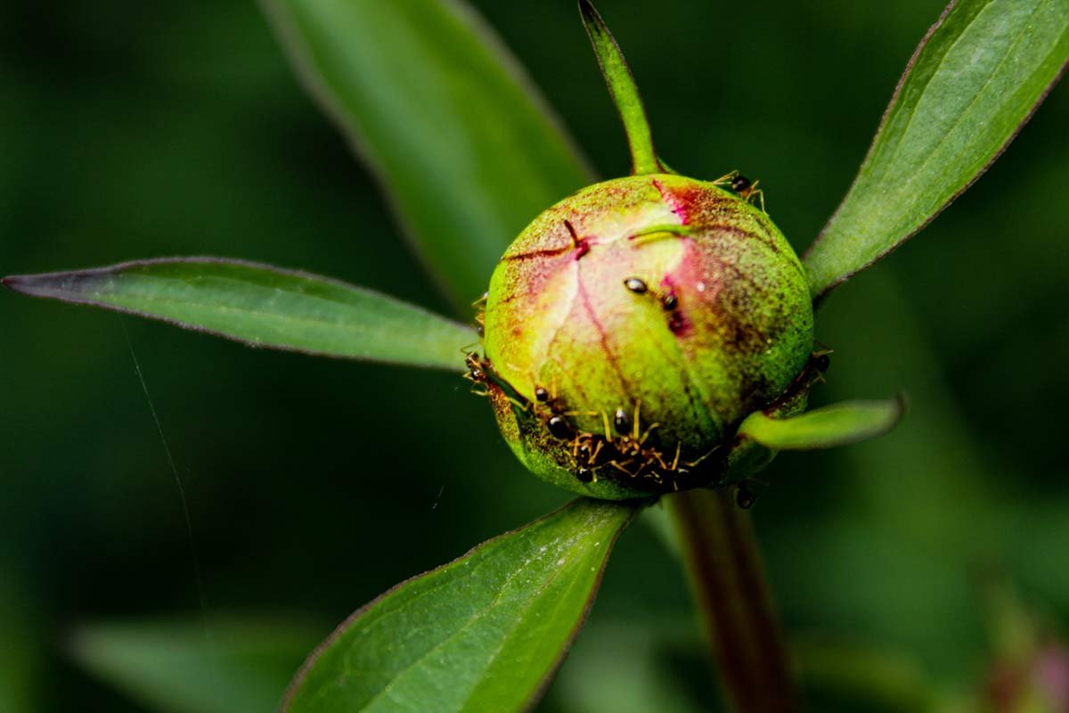 Peony and Ants: Truth & Solutions