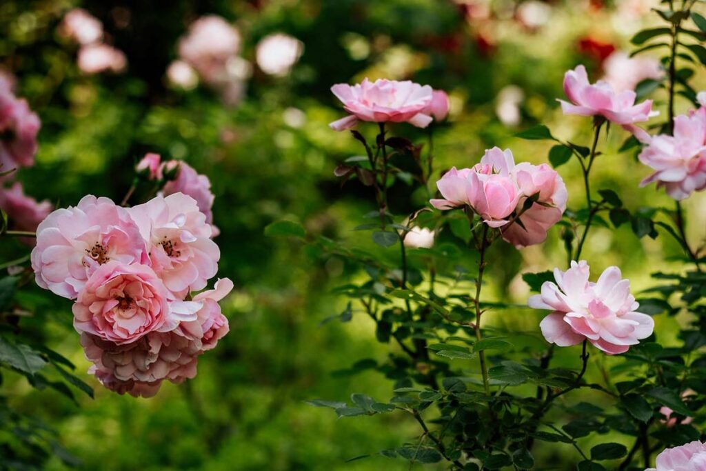 Peony and Roses Planting
