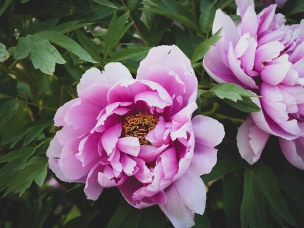 Peony Care: The Ultimate Guide to Planting & Caring for Peony Flowers