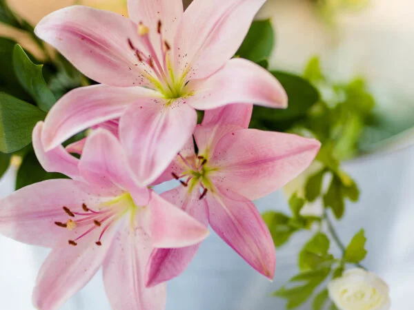 Planting Tips For Purple tiger lily: Purple Tiger Lilies Unveiled!