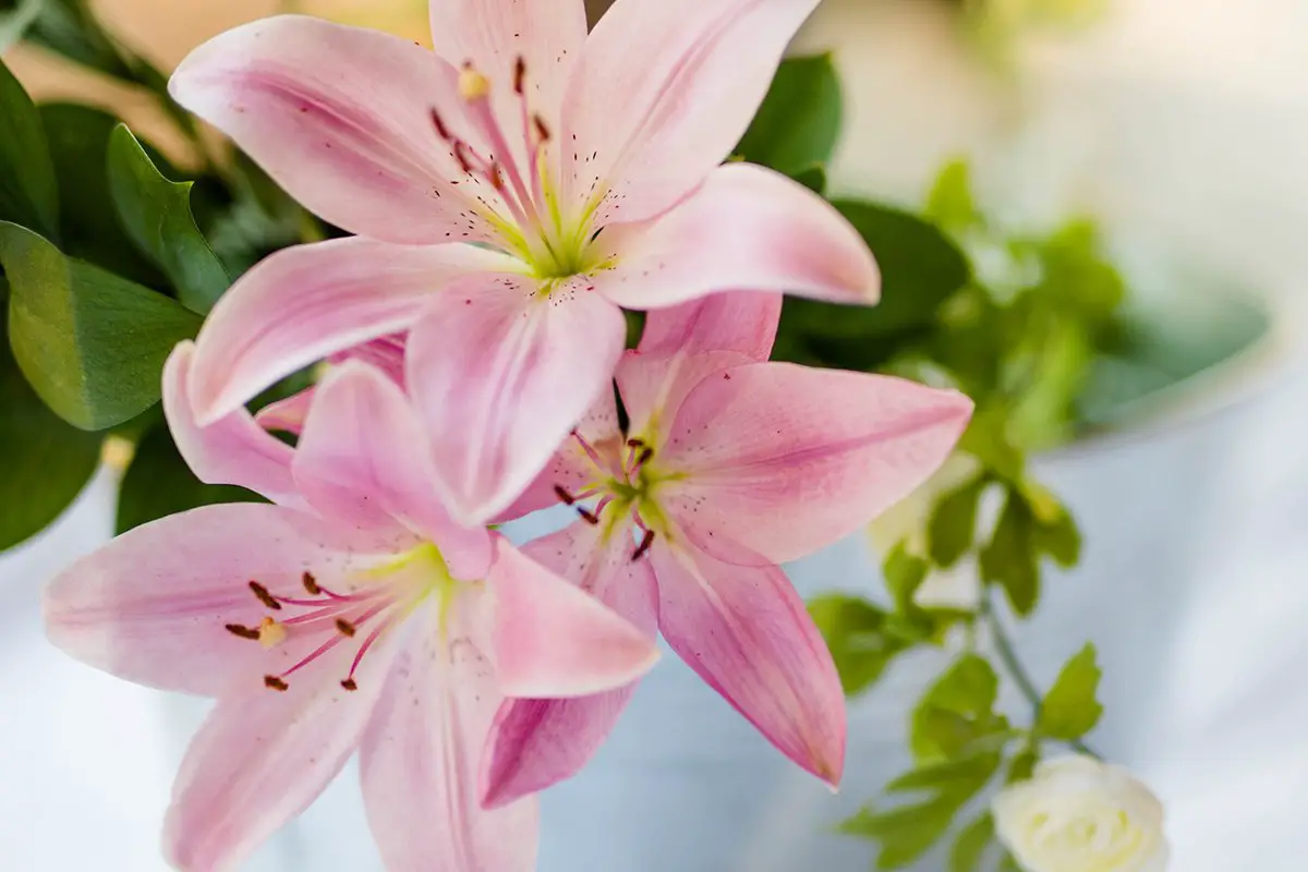 Planting Tips For Purple tiger lily: Purple Tiger Lilies Unveiled!