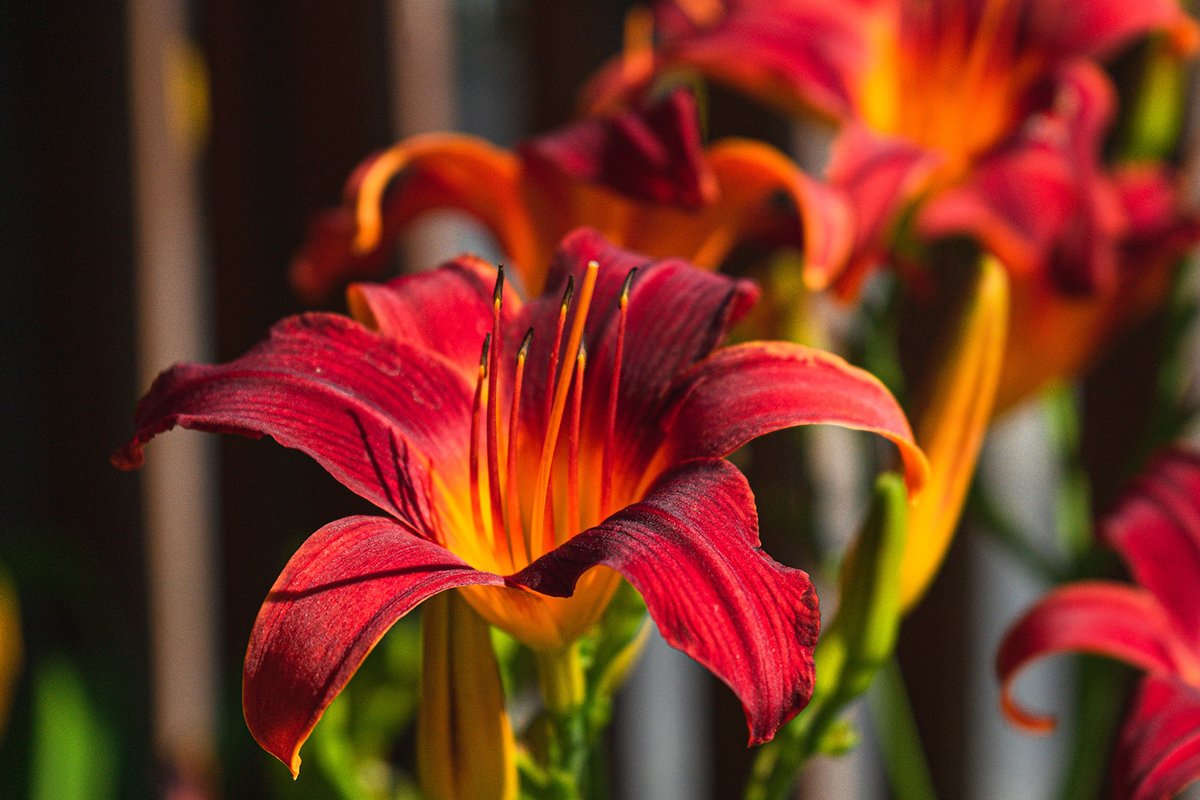 Red Tiger Lily: Bulbs, Care Tips & More