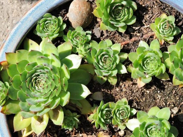 Top 15 of the Best Sempervivum To Grow at Home