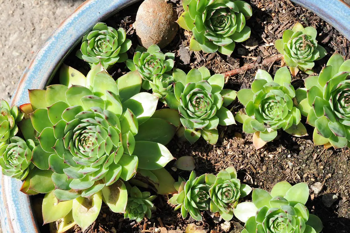 Top 15 of the Best Sempervivum To Grow at Home