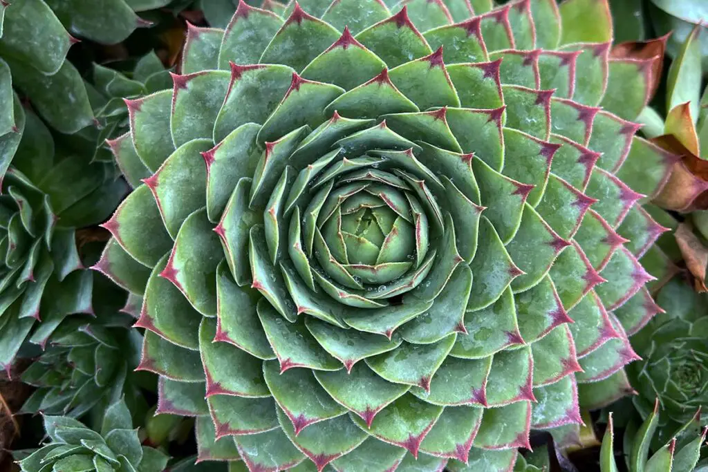 Sempervivum 