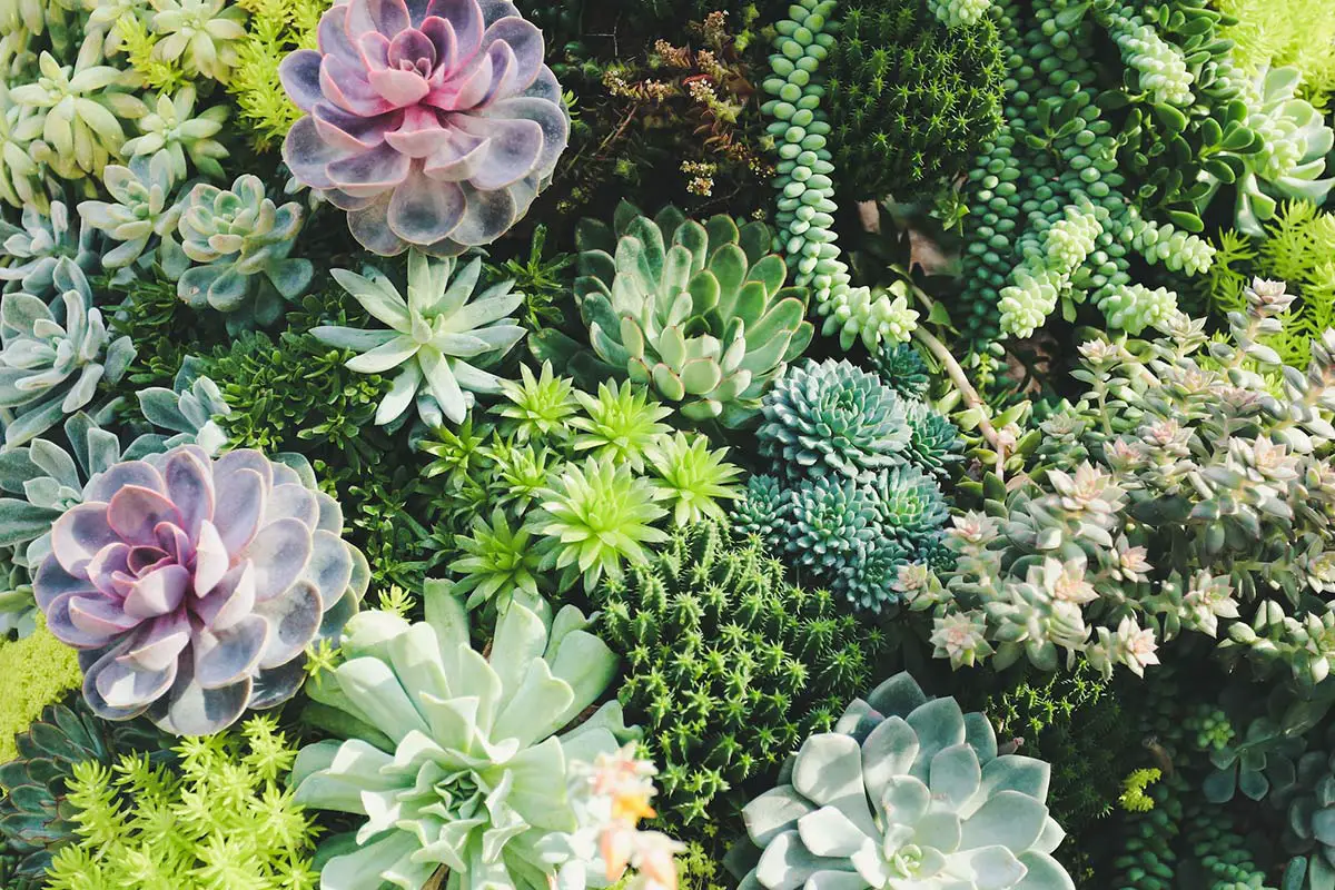 Sempervivum Succulents: The Ultimate Guide