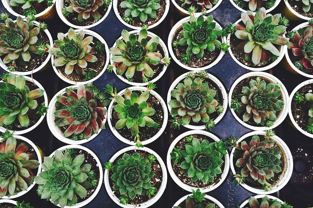 Sempervivum Succulents