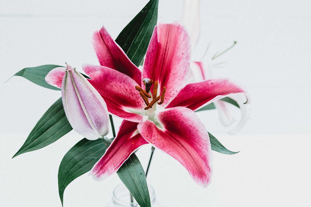 Unveiling the Stargazer Lilies Meaning