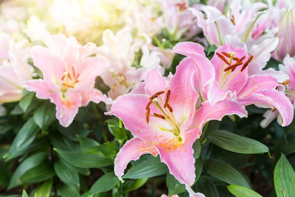 Stargazer Lilies Meaning