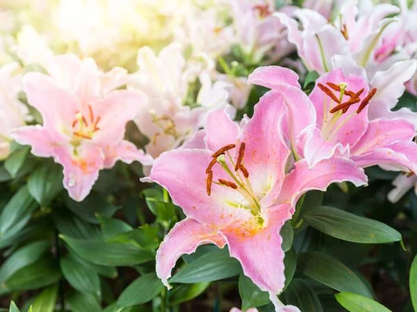 Delicate and Mysterious: Unveiling the Stargazer Lilies Meaning