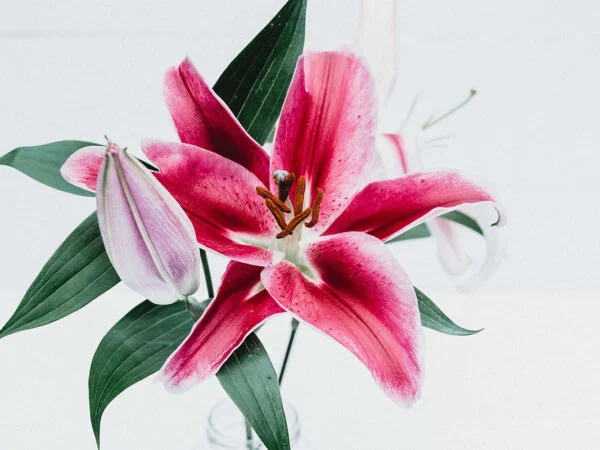 Stargazer Lily Bulbs: Grow and Care Guide