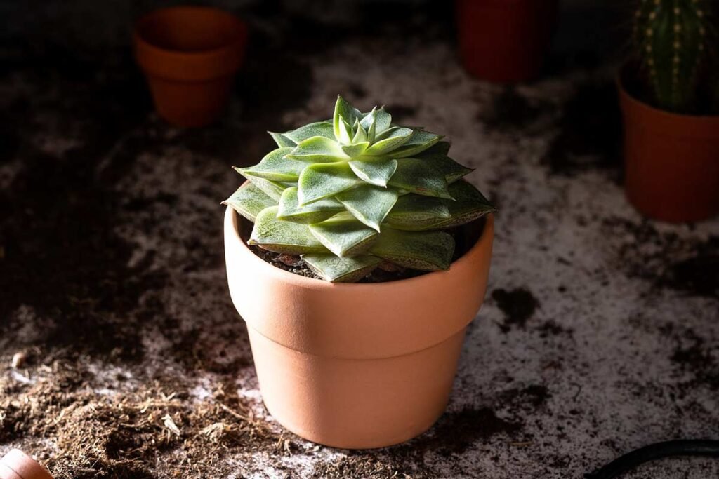 Succulent and Cacti Soil