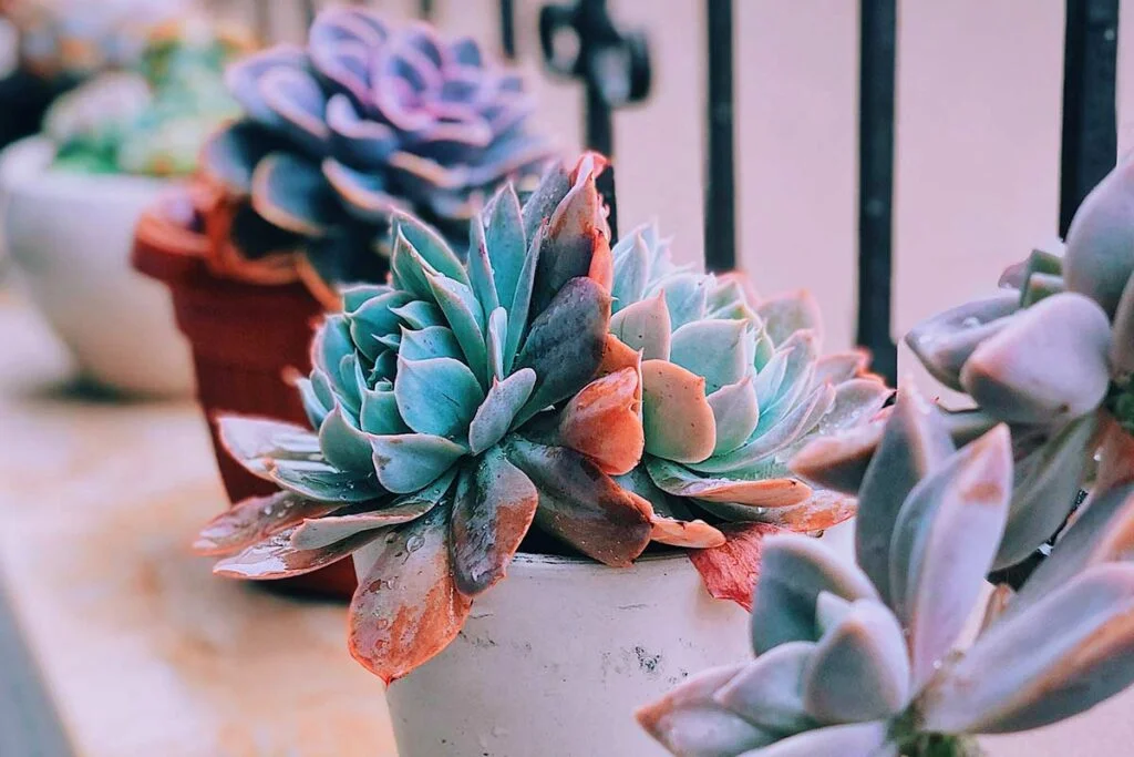 Can Succulents Live Outside in Winter? 
