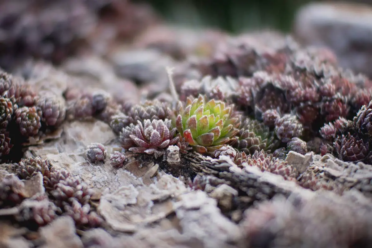 Can Succulents Live Outside In Winter? A Complete Guide