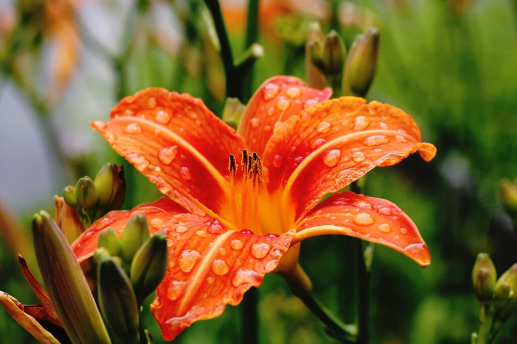 Orange Lily Care