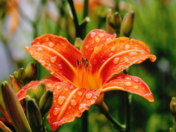 Orange Lily Care: How to Grow and Maintain Vibrant Blooms