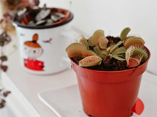 How to Care for a Venus FlyTrap: Tips & Techniques