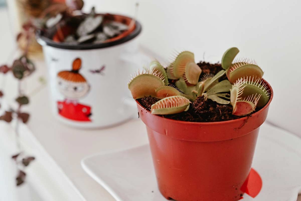 How to Care for a Venus FlyTrap: Tips & Techniques