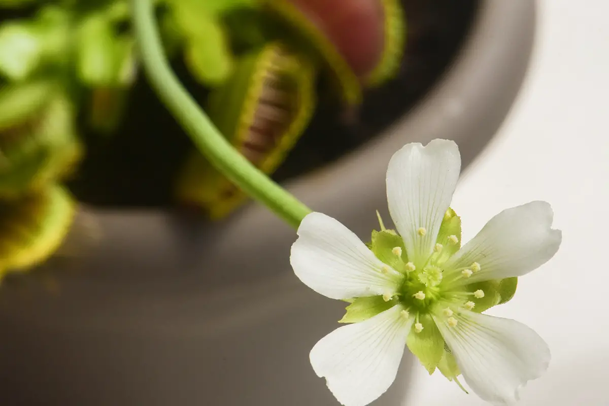 Venus Flytrap Flower Care To Let Or Not To Let?