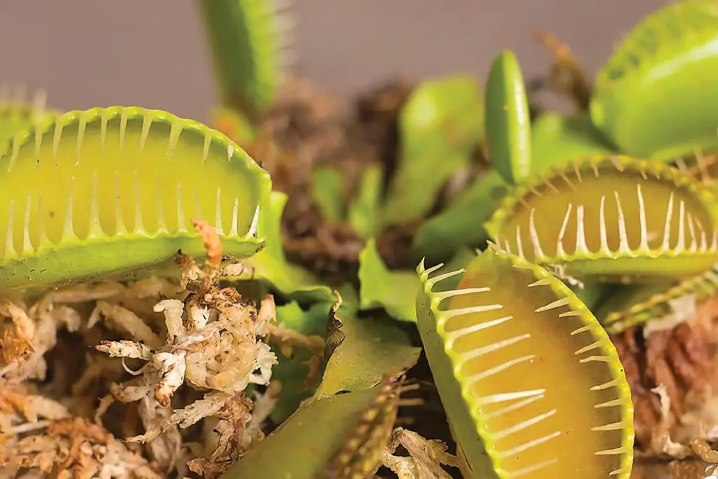 Venus Flytrap Heads Dying