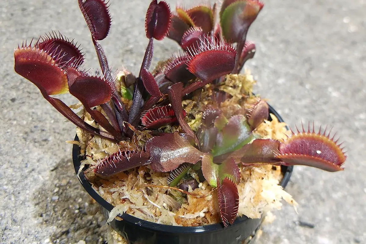 Venus Flytrap Heads Dying After Eating Tips To Prevent Death