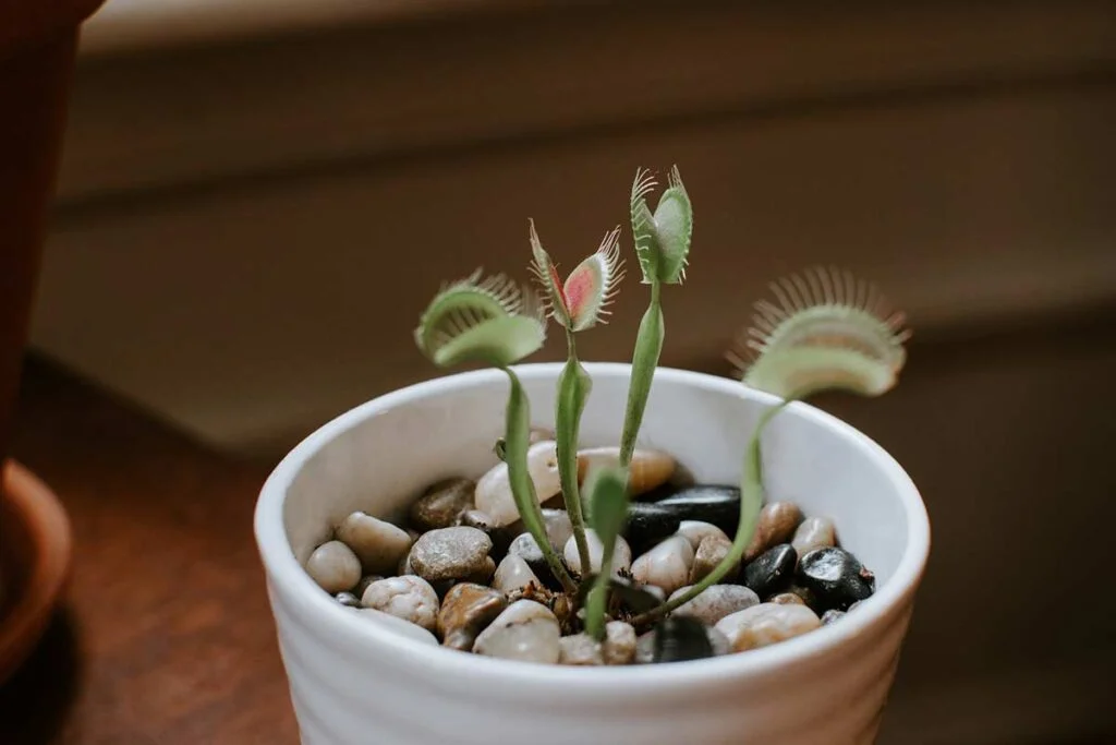 Venus flytrap dying
