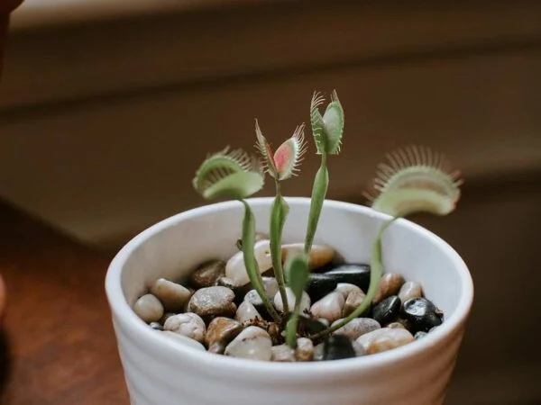 How to Feed Venus Flytraps: The Ultimate Guide