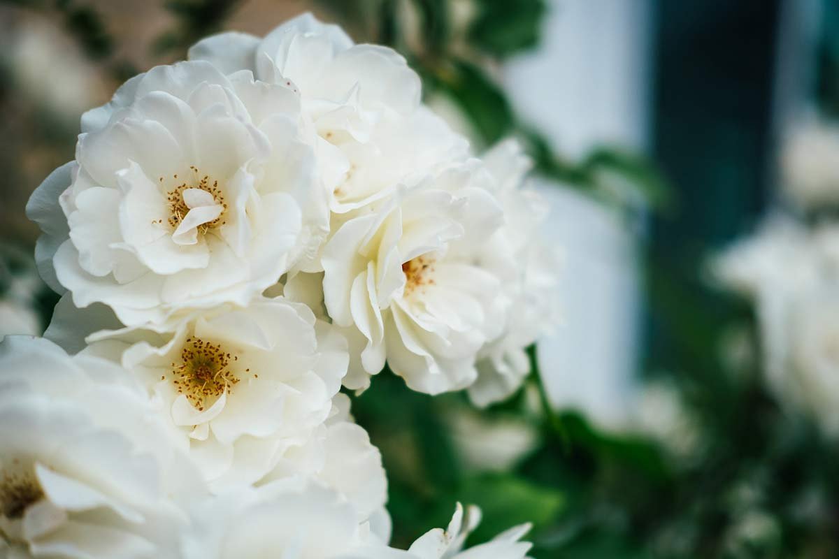 White Peonies: Grow Stunning Flowers at Home!