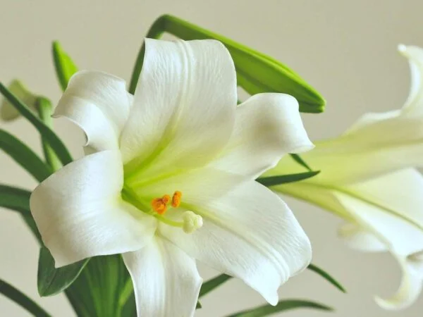 White Stargazer Lily: The Ultimate Growing Guide