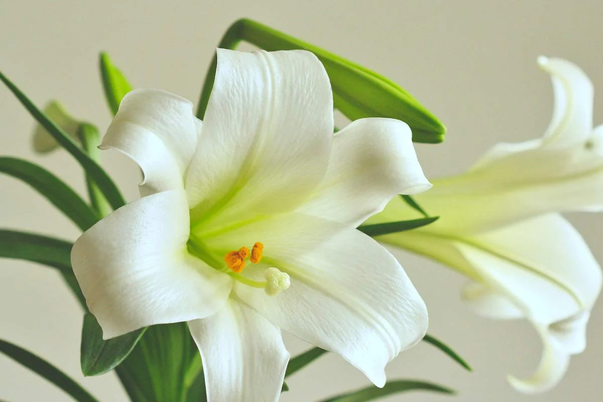 White Stargazer Lily: The Ultimate Growing Guide