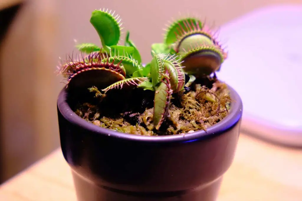 Why Isn\'t My Venus Flytrap Growing