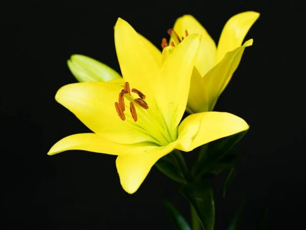 Yellow Lilies: 5 Types & Care Guide