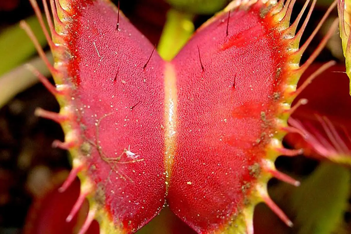 Biggest Venus Flytrap: Record Size in Colorado!